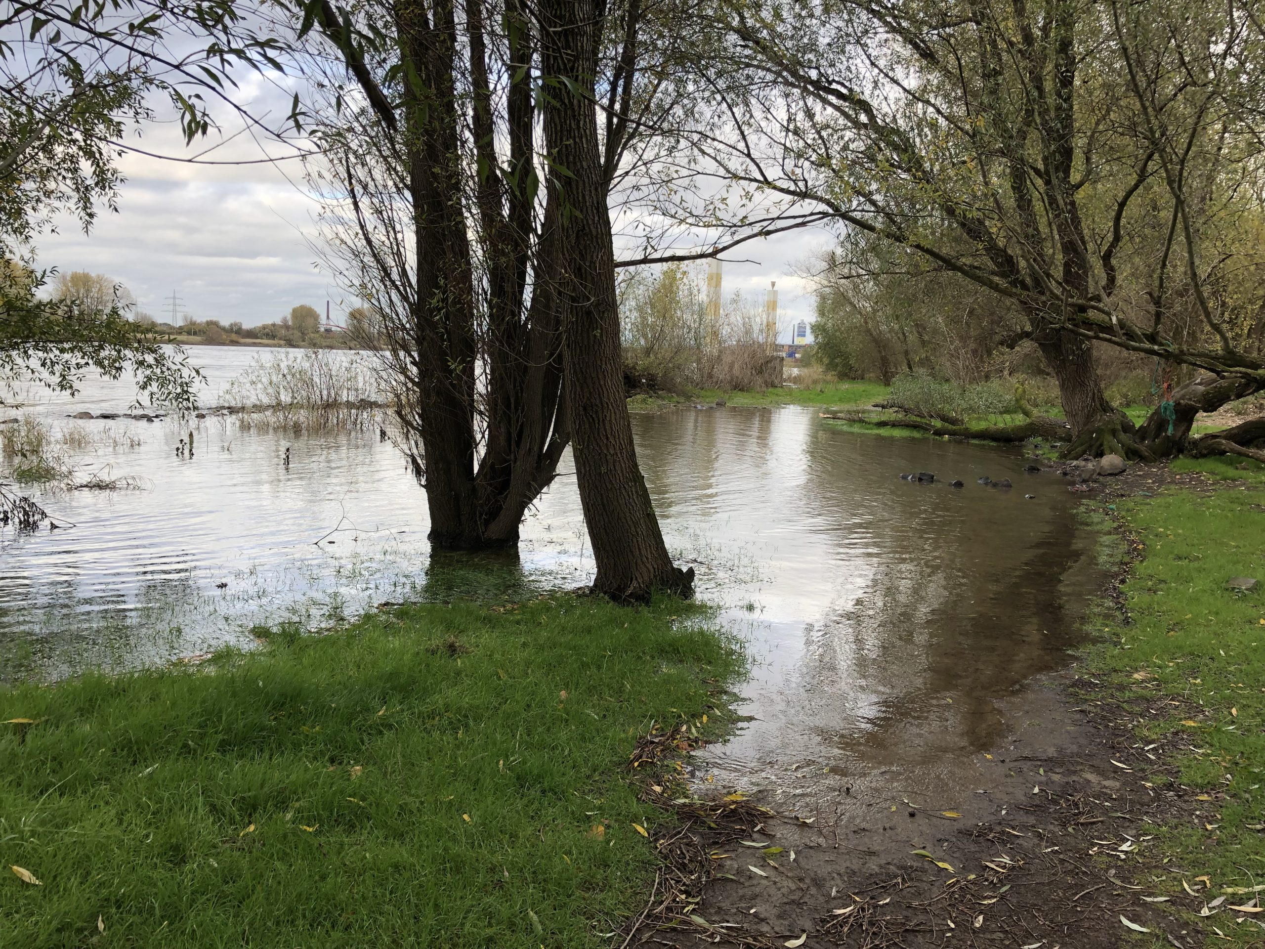 Rheinufer Wanheim: Überschwemmung