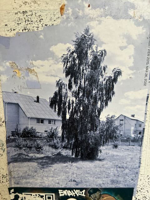 Ein schwarzweiß-Foto zeigt eine hohe, ausladende Birke auf einer Wiese vor zwei Wohnhäusern mit Satteldach. Es ist klares Sommerwetter mit einigen Wolken am Himmel, der Baum steht leicht im Mittelpunkt des Bildes.