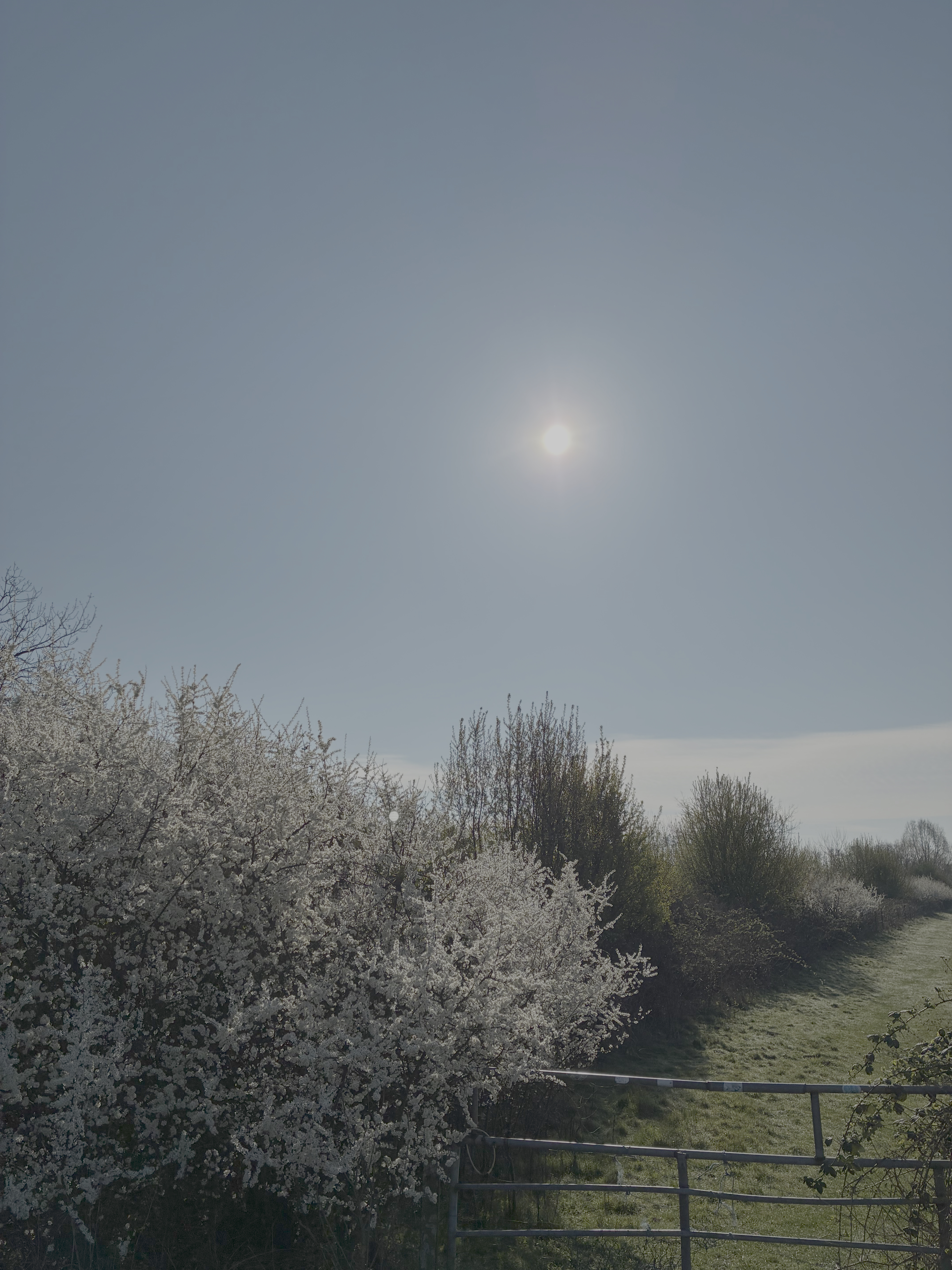 Morgensonne über den Ruhrwiesen