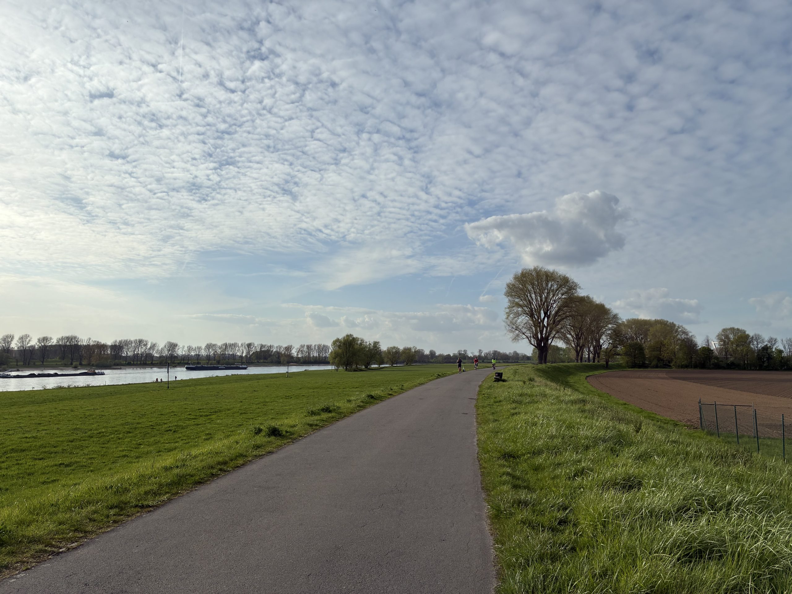 Ein Weg auf einem Damm. Links im Bild der Rhein