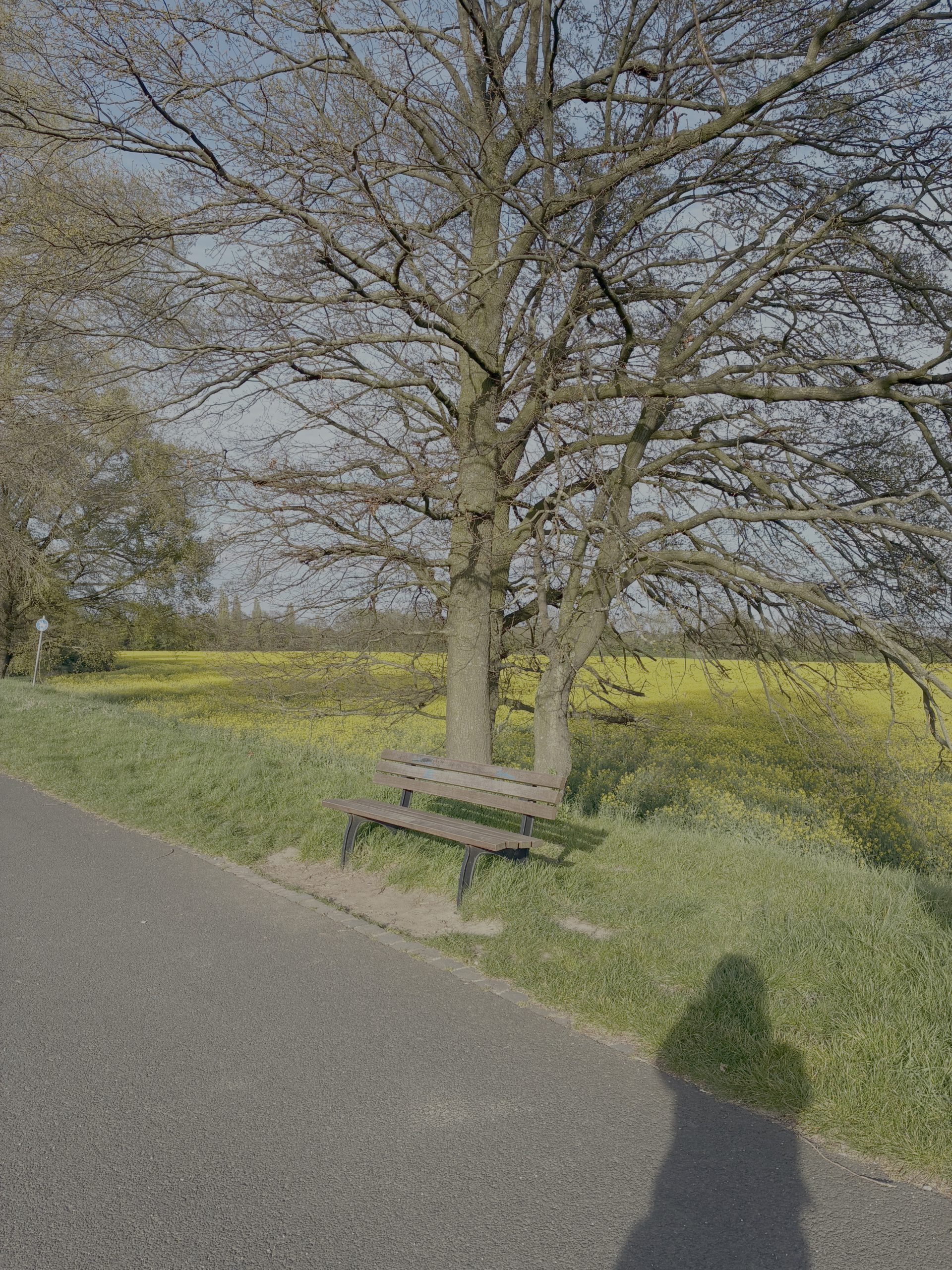 Sitzbank unter einem Baum. Dahinter blühender Raps